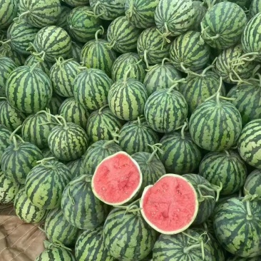 无籽美都头茬瓜