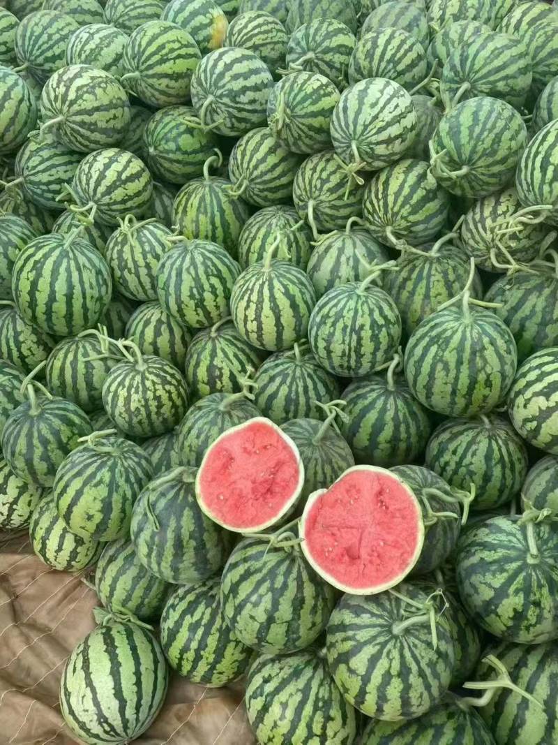 无籽美都头茬瓜
