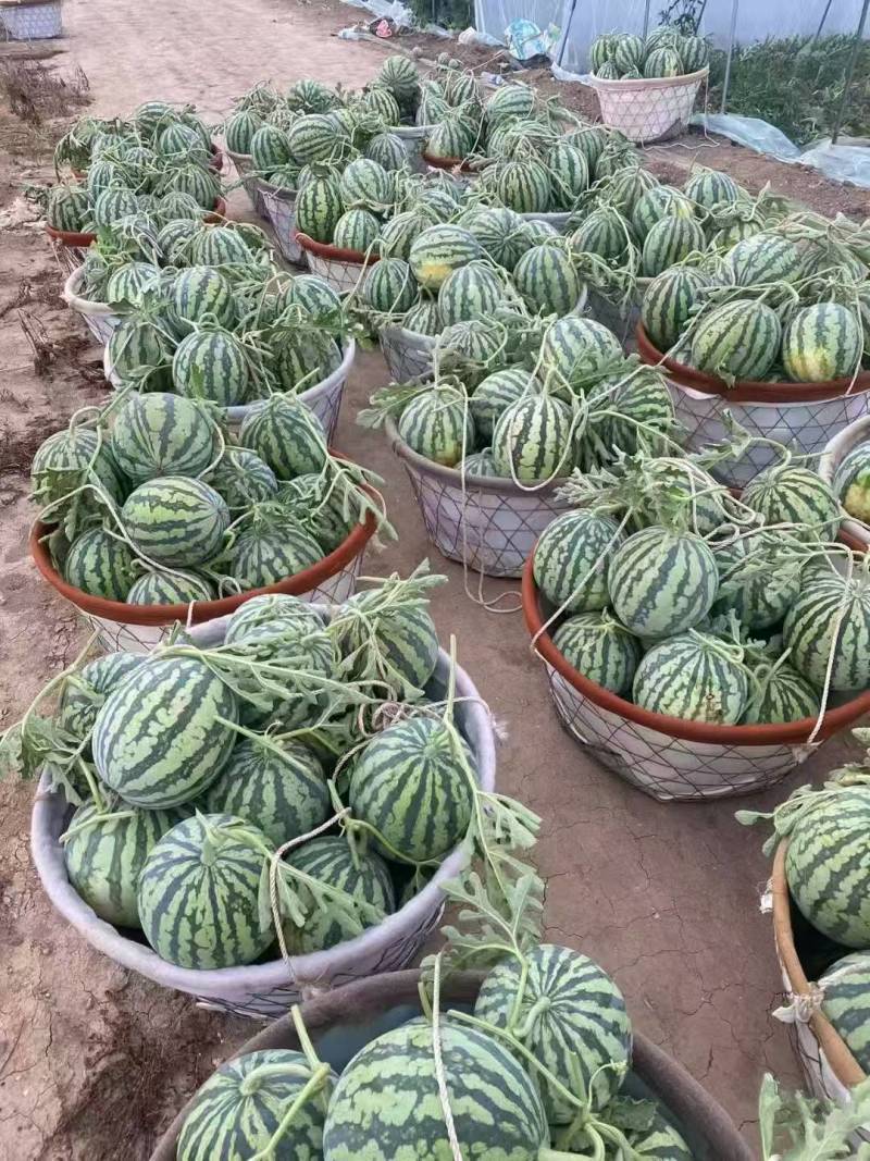 无籽美都头茬瓜