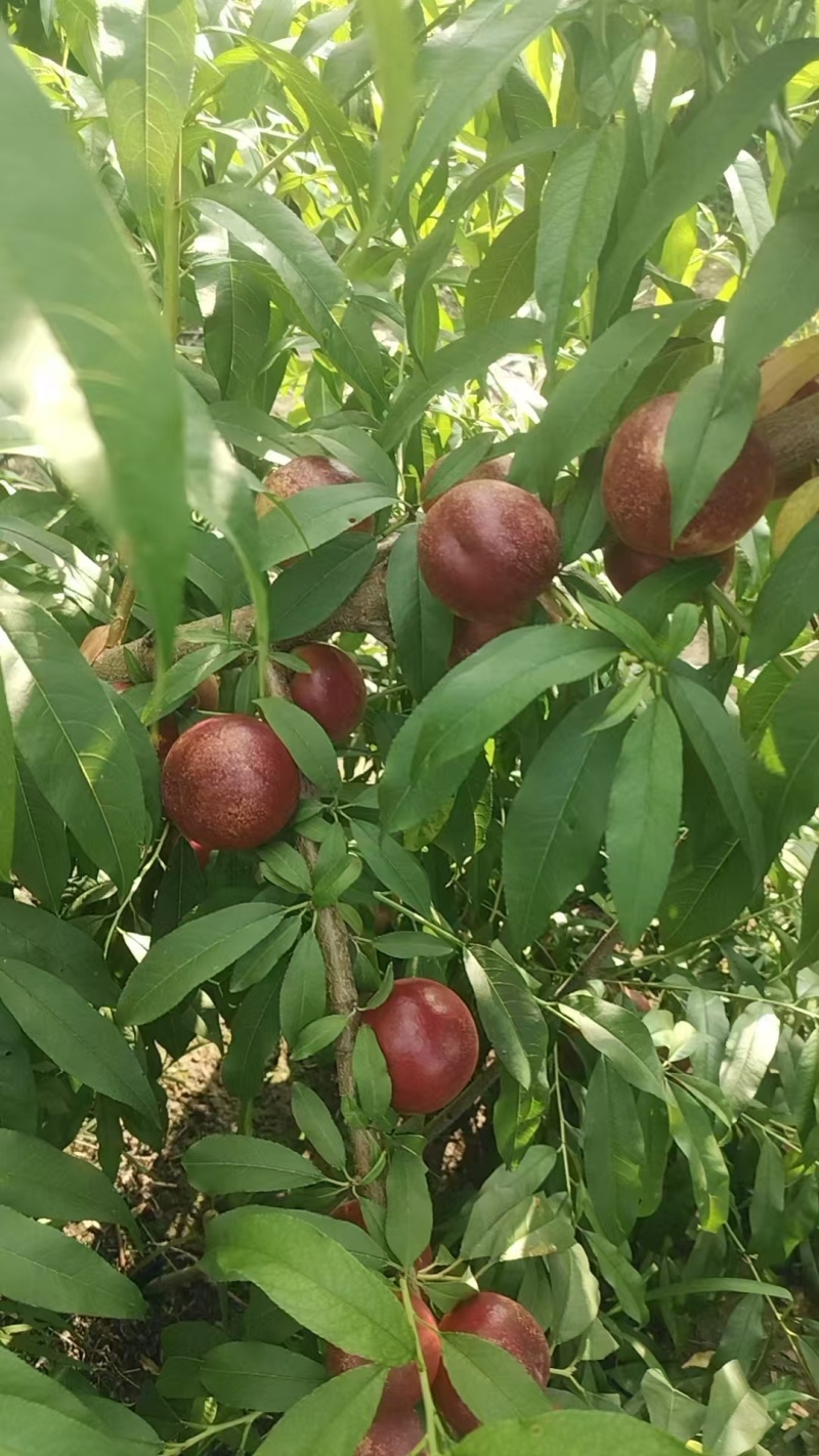 珍珠枣油桃
