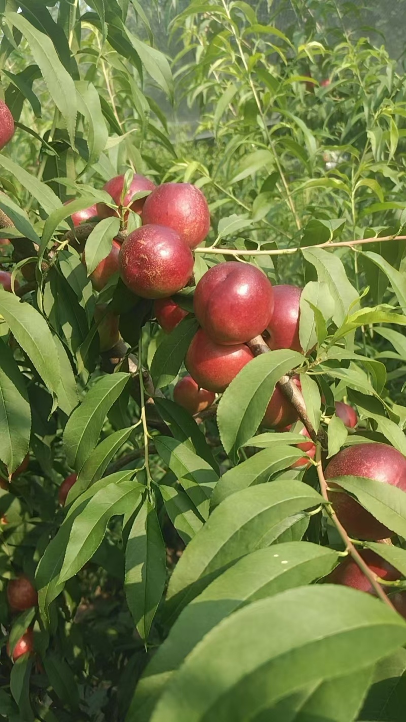 珍珠枣油桃