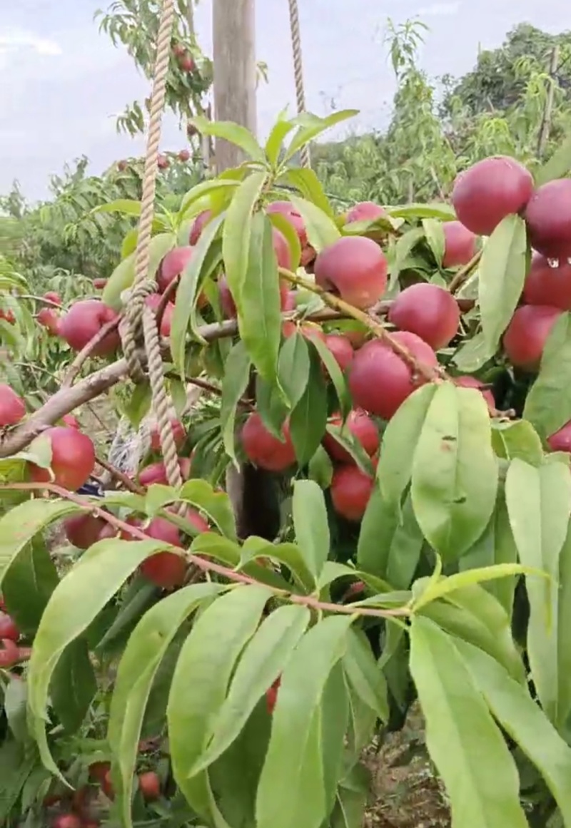 珍珠枣油桃