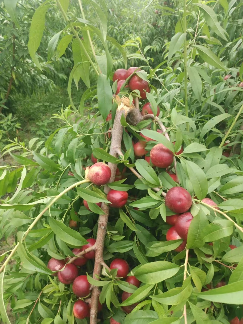 珍珠枣油桃
