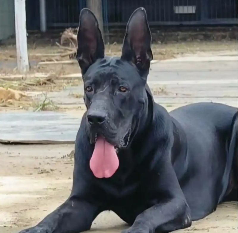 黑狼犬平台备案信息透明加盟回收签订合同