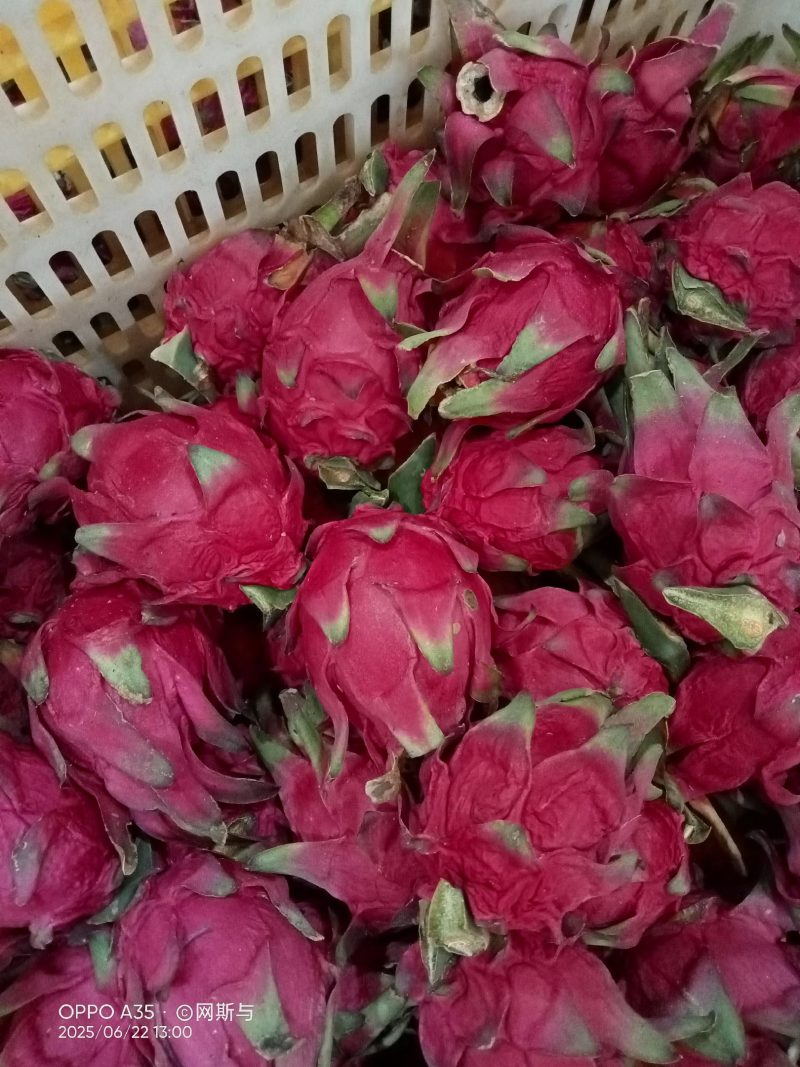 广西火龙果大量有货，价格便宜