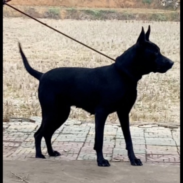 黑狼犬合作模式平台备案加盟合作新模式包回收