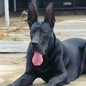 黑狼犬平台信息备案签订合同包回收销路无后顾之忧