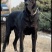 黑狼犬平台信息备案签订合同包回收销路无后顾之忧