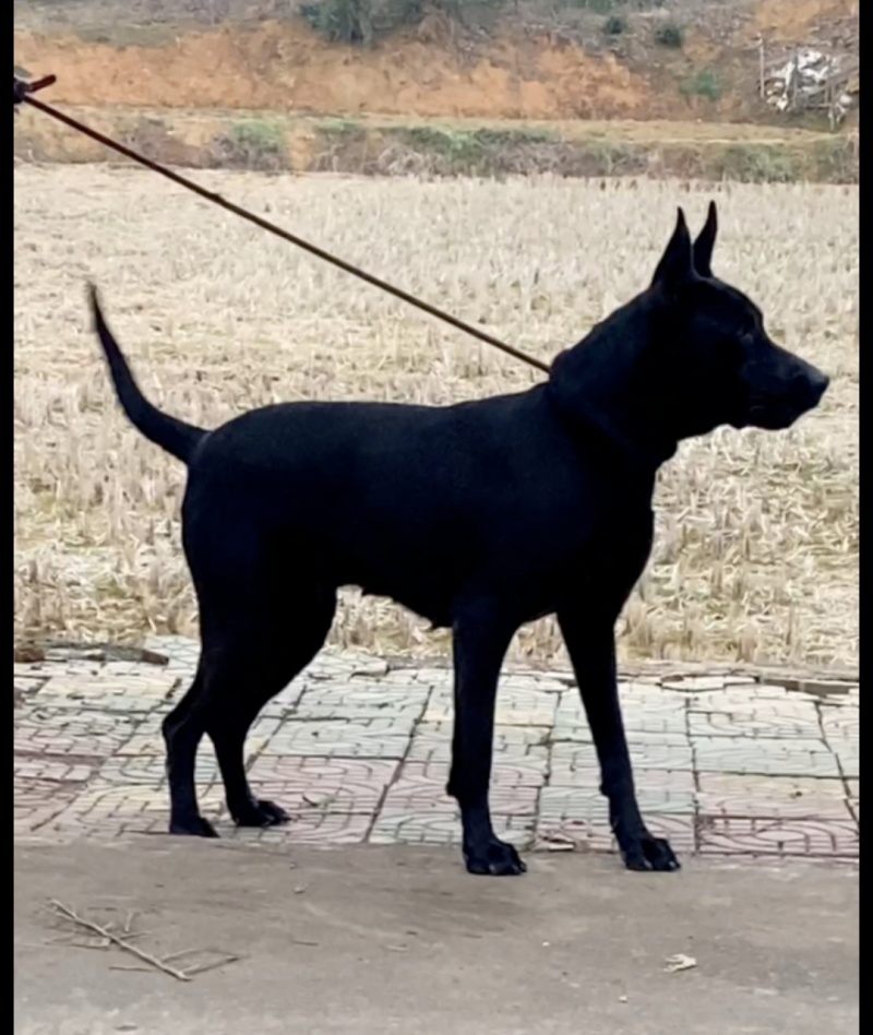 黑狼犬平台信息备案签订合同包回收销路无后顾之忧