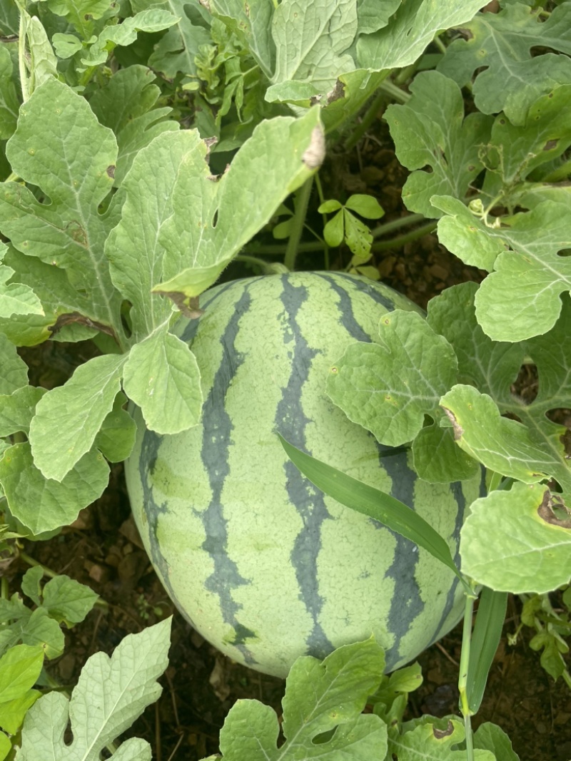 源头供应西瓜保质保量支持拿样
