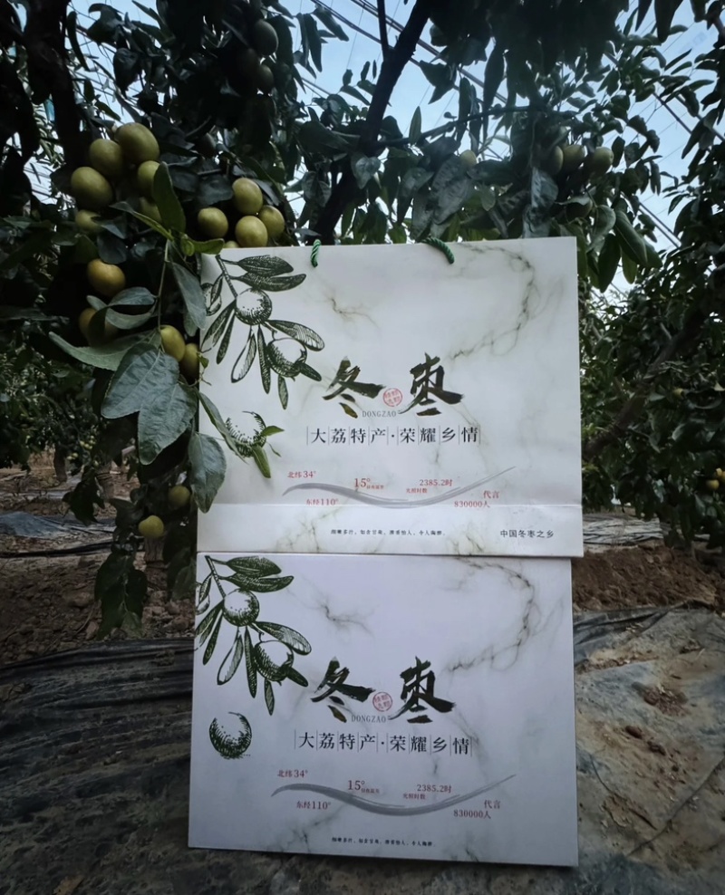 陕西大荔冬枣可批发可一件代发