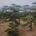 精品北方造型黑松盆景，一代人的坚持，二代人的付出，