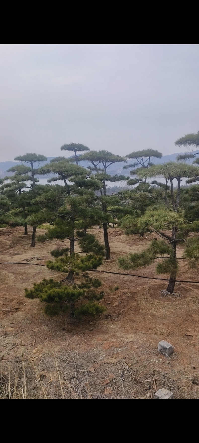 精品北方造型黑松盆景，一代人的坚持，二代人的付出，