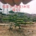 精品北方造型黑松盆景，一代人的坚持，二代人的付出，