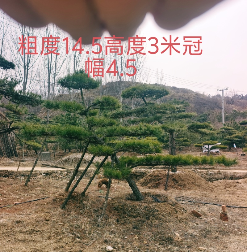 精品北方造型黑松盆景，一代人的坚持，二代人的付出，