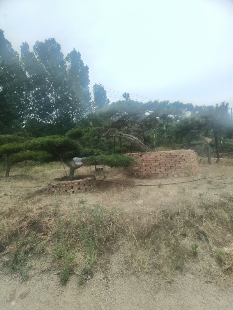 精品北方造型黑松盆景，一代人的坚持，二代人的付出，