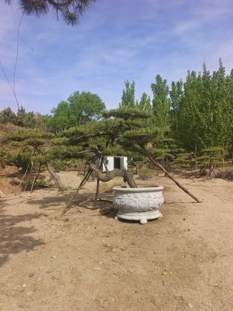 精品北方造型黑松盆景，一代人的坚持，二代人的付出，
