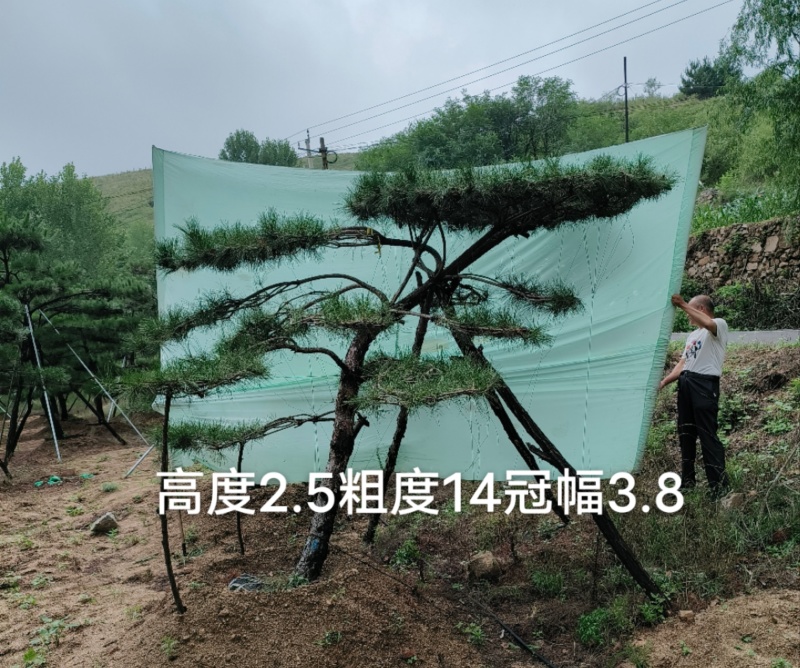 元宝松造型松济南基地一手货源一棵也是批发价