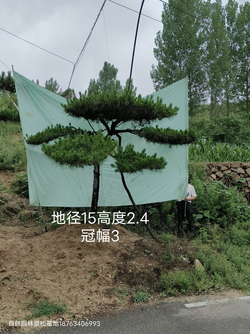 元宝松造型松济南基地一手货源一棵也是批发价