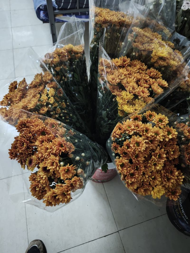 彩色小雏菊基地直发，保质保量，货源充足，欢迎选购
