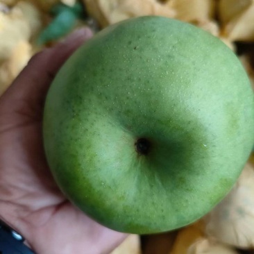 砀山青皮梨