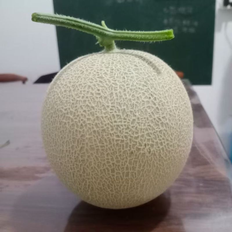山东哈密瓜网纹瓜白皮绿肉基地直供量大从优全国发货