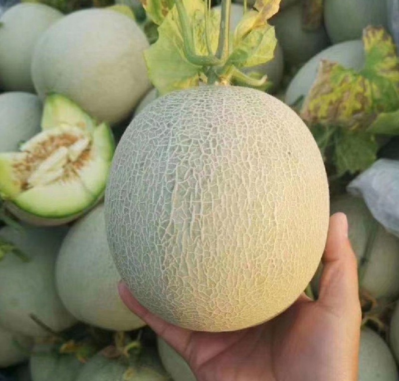 山东哈密瓜网纹瓜白皮绿肉基地直供量大从优全国发货