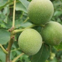 中林核桃