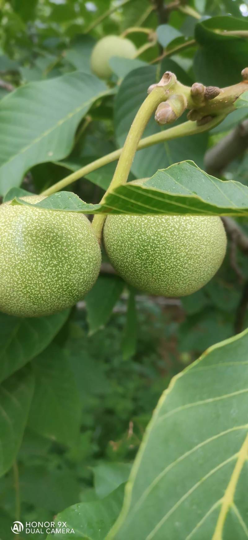 中林核桃