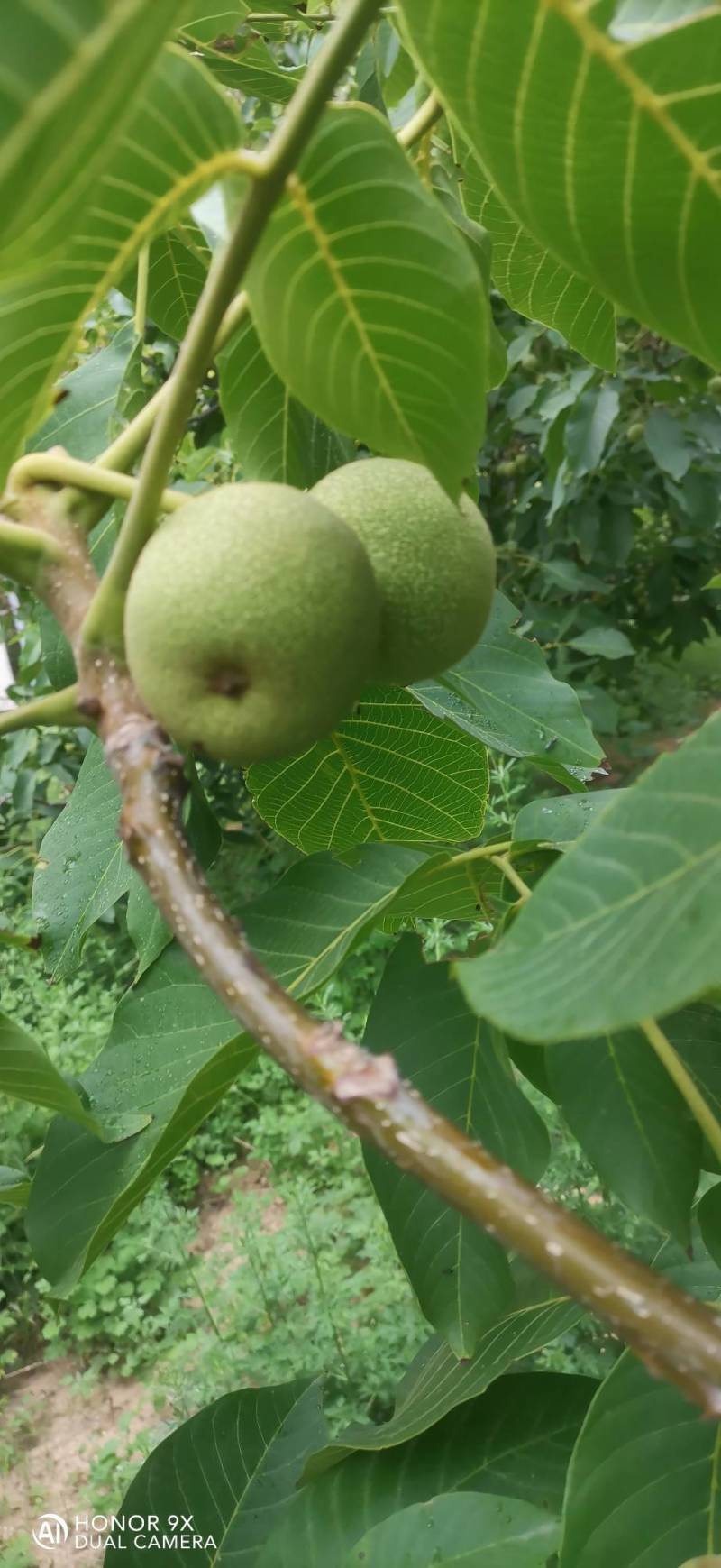 中林核桃
