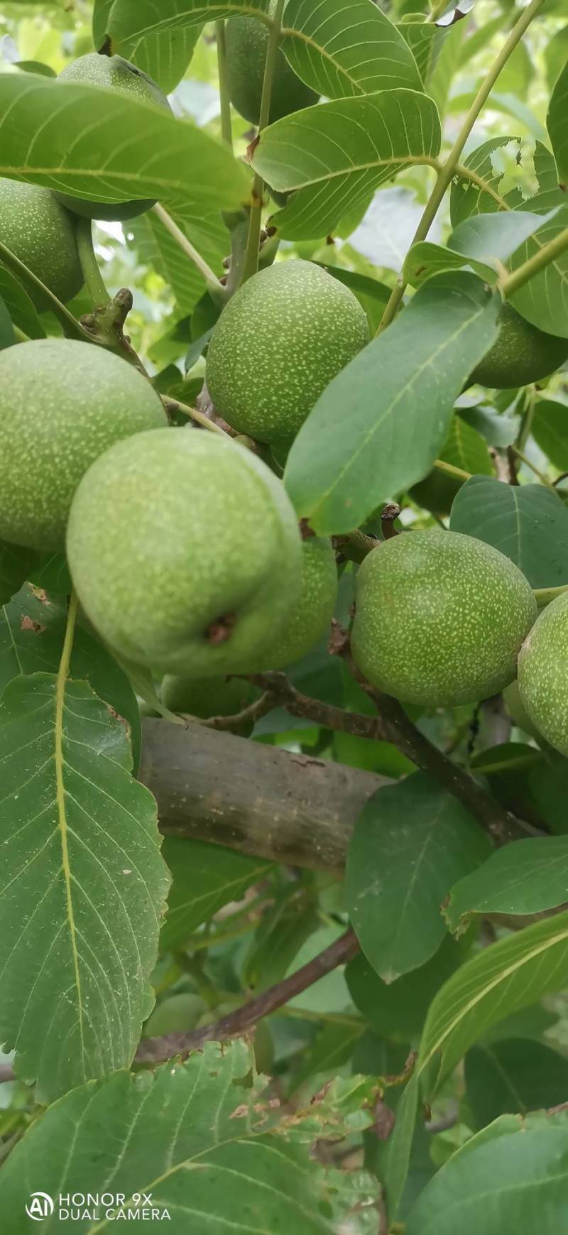 中林核桃