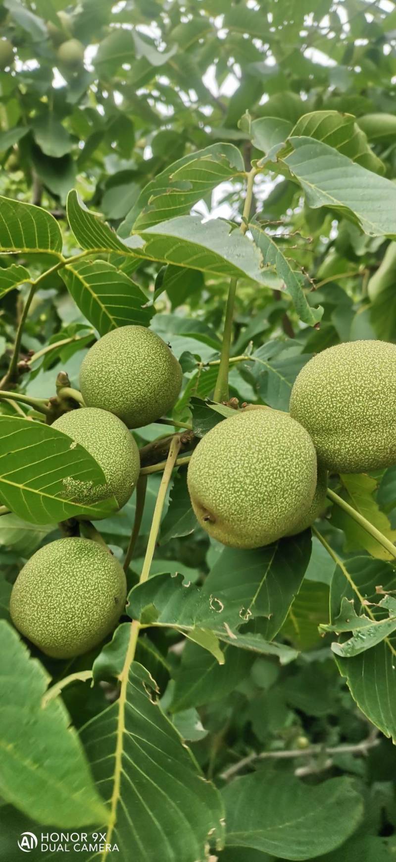 中林核桃