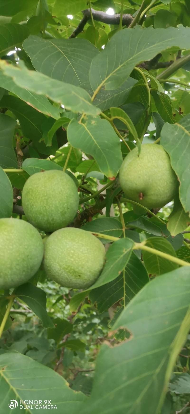 中林核桃