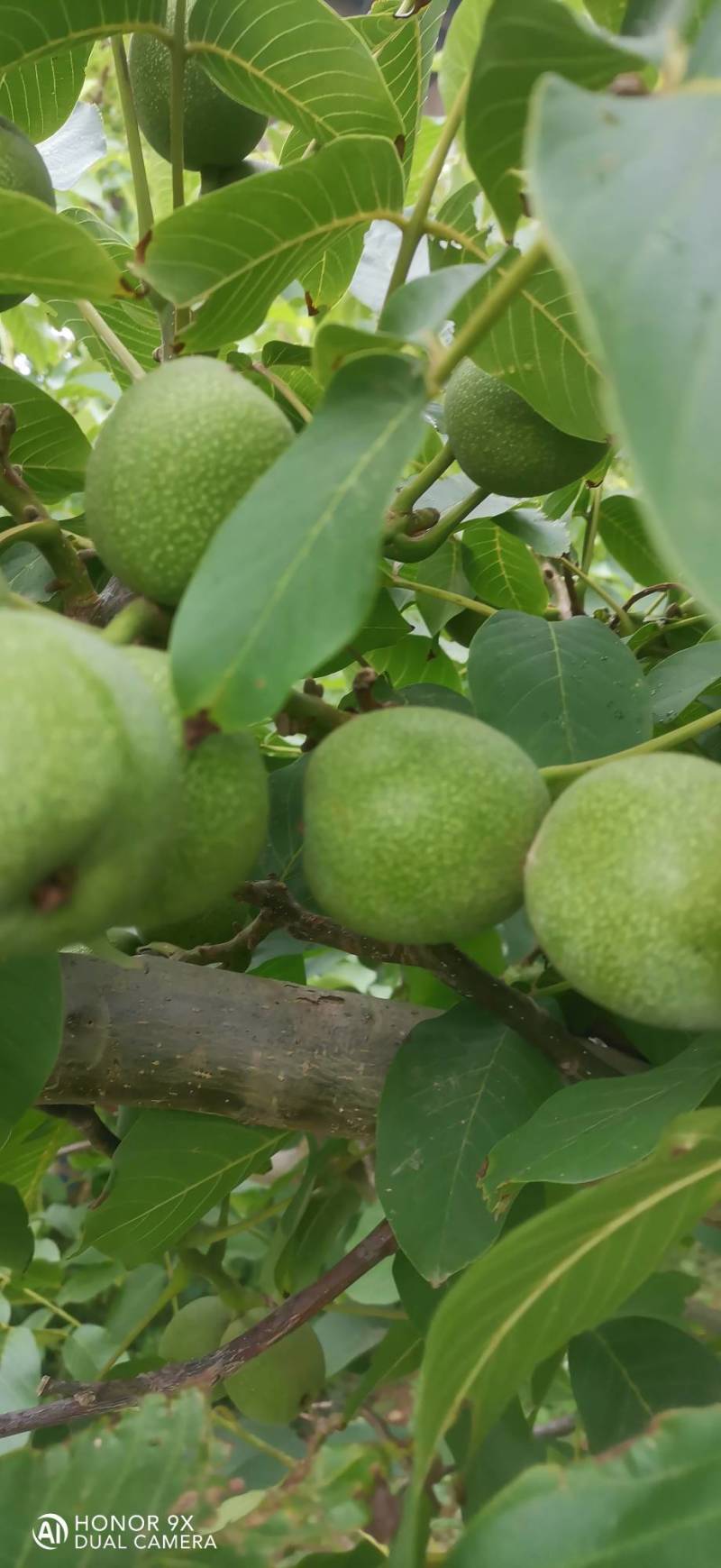 中林核桃