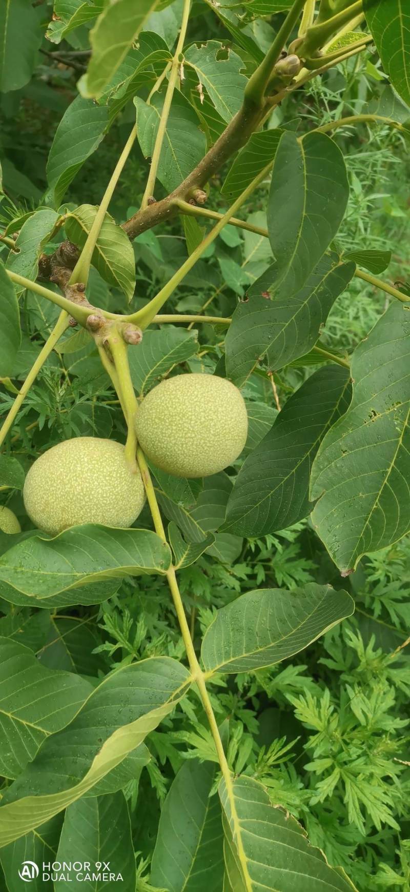 中林核桃