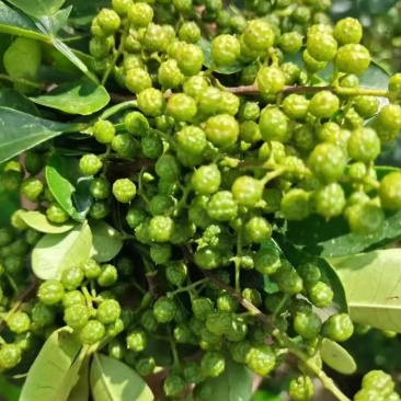 贵州关岭青花椒特产鲜花椒量大欢迎选购