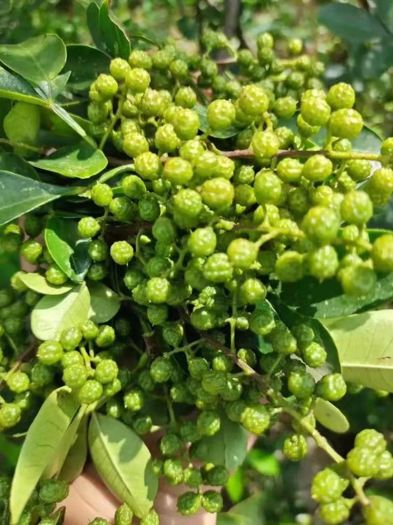 贵州关岭青花椒特产鲜花椒量大欢迎选购
