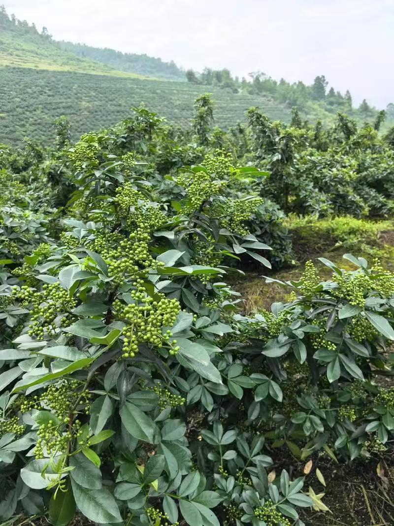 贵州关岭青花椒特产鲜花椒量大欢迎选购
