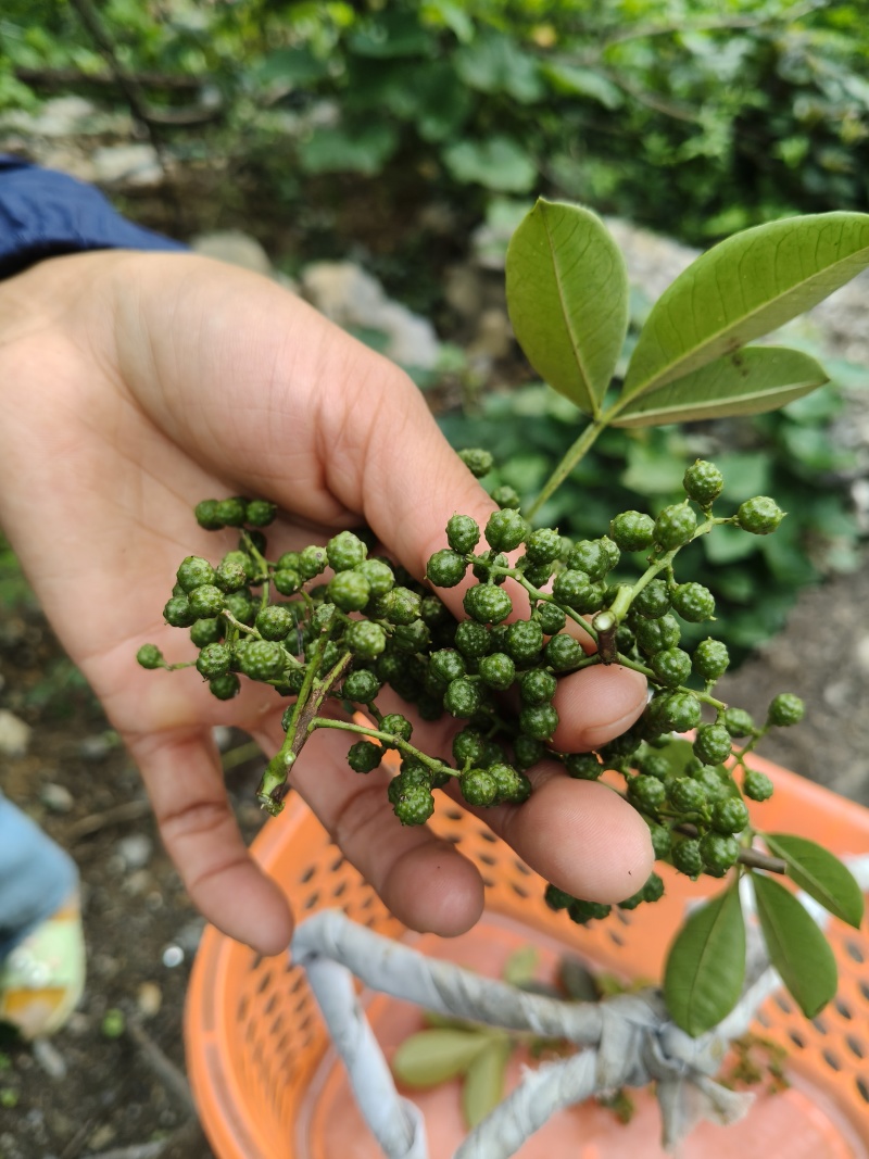 贵州关岭青花椒特产鲜花椒量大欢迎选购