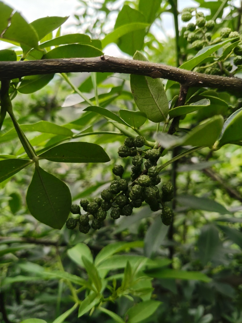 贵州关岭青花椒特产鲜花椒量大欢迎选购