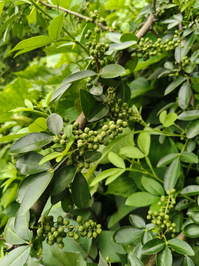 贵州关岭青花椒特产鲜花椒量大欢迎选购