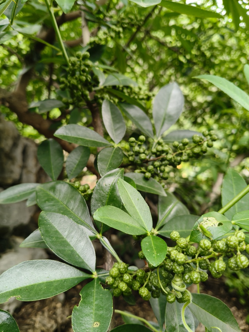 贵州关岭青花椒特产鲜花椒量大欢迎选购