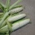 花糯米，水果玉米，黏玉米，白玉米，万糯2000，花糯米
