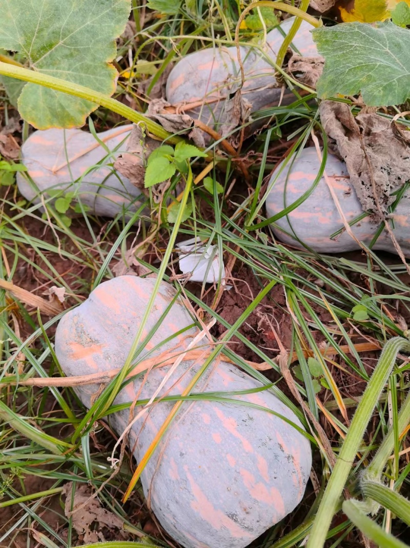 万亩773花生南瓜基地直供外贸档口电商，品质保证基地直发