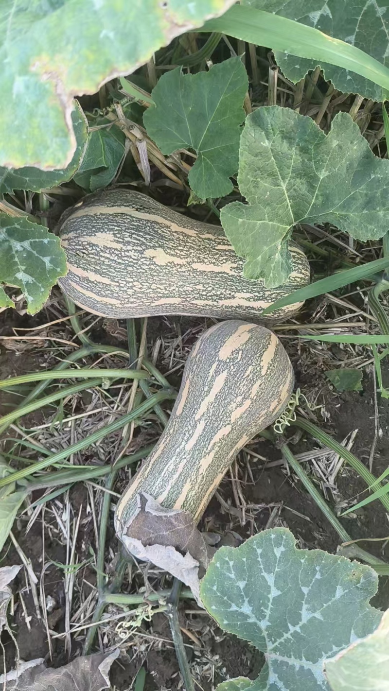 万亩773花生南瓜基地直供外贸档口电商，品质保证基地直发