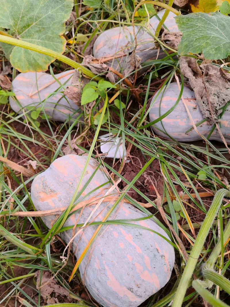 万亩773花生南瓜基地直供外贸档口电商，品质保证基地直发