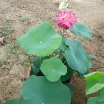 绿化荷花，品种荷花