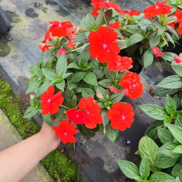 凤仙花，凤仙