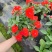 凤仙花，凤仙