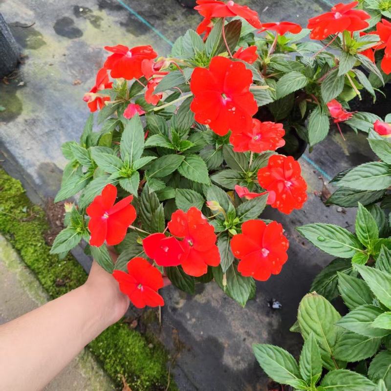 凤仙花，凤仙
